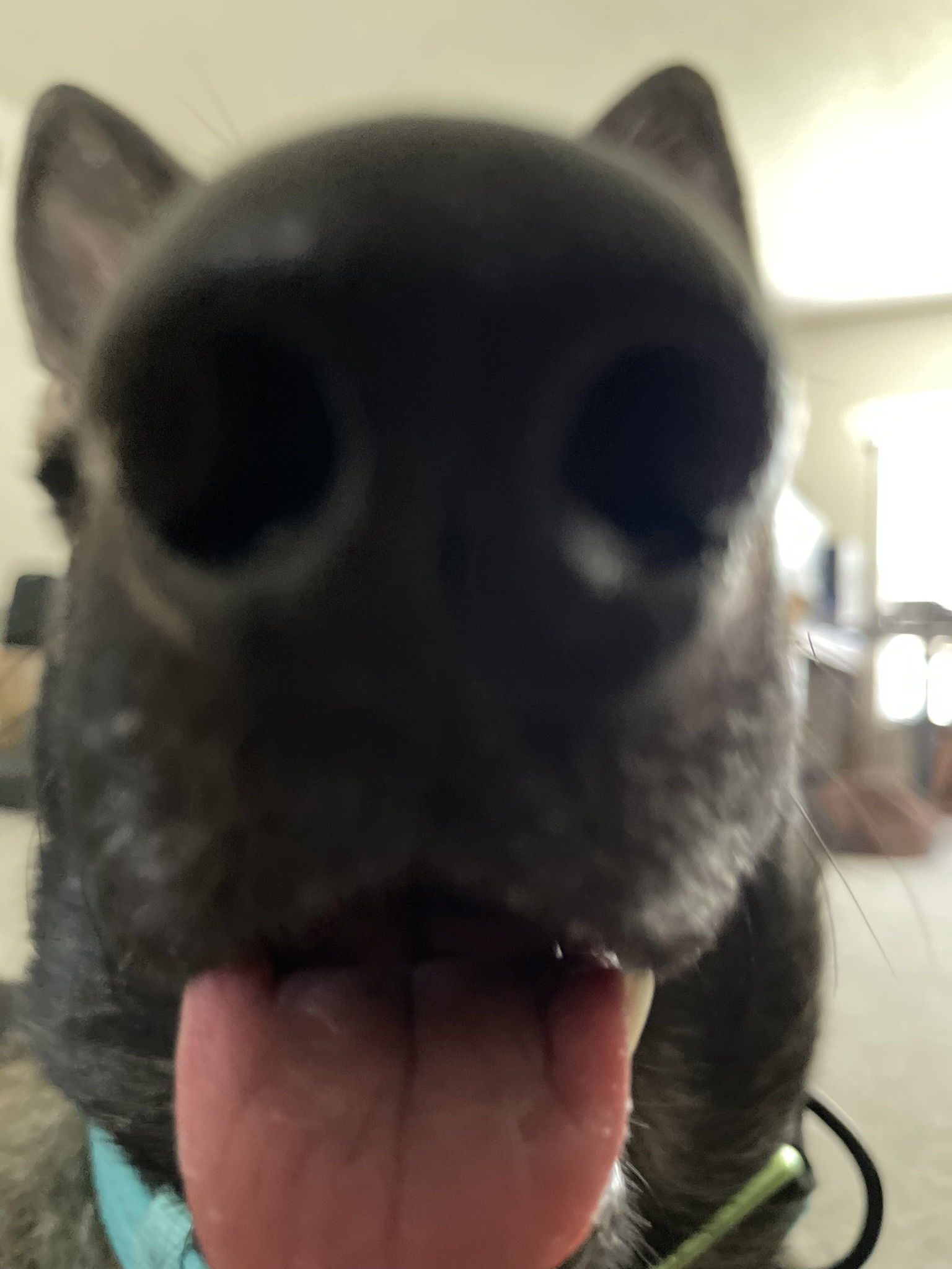 nose