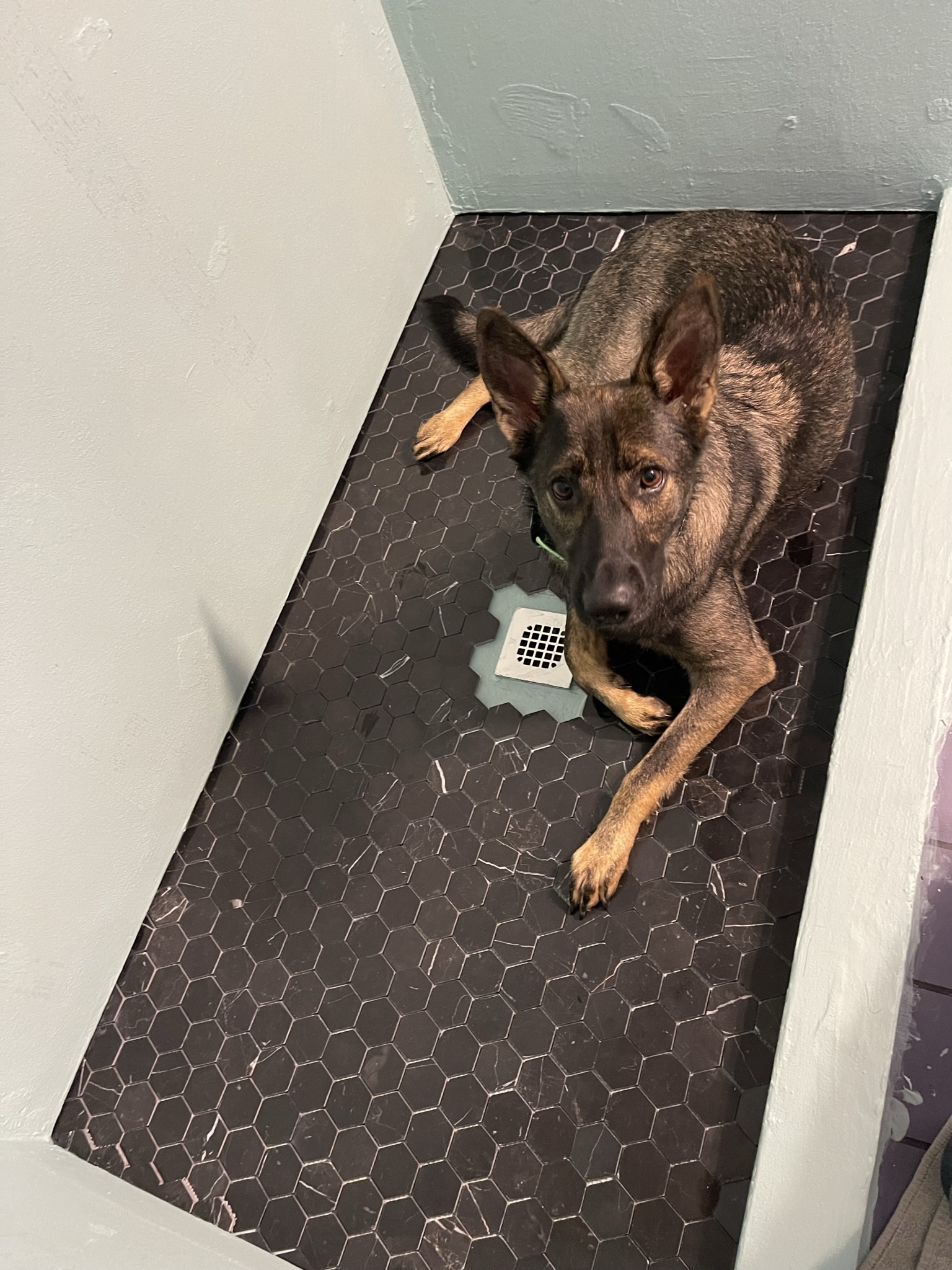 Dog in shower