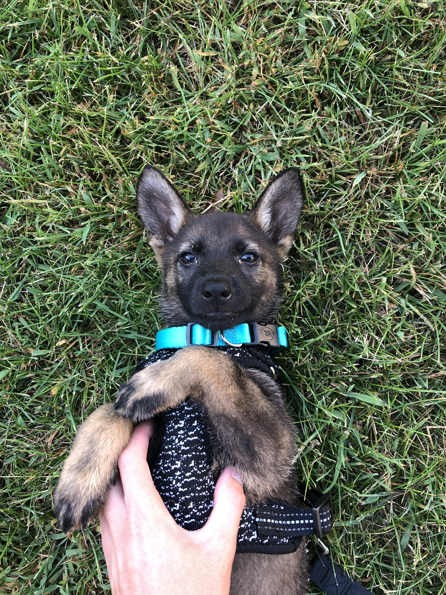 dog
