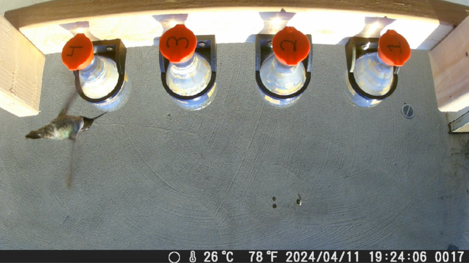 this image isn't loading. sorry. its a frame of a hummingbird feeding