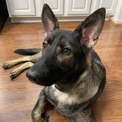 Dog Photos thumbnail