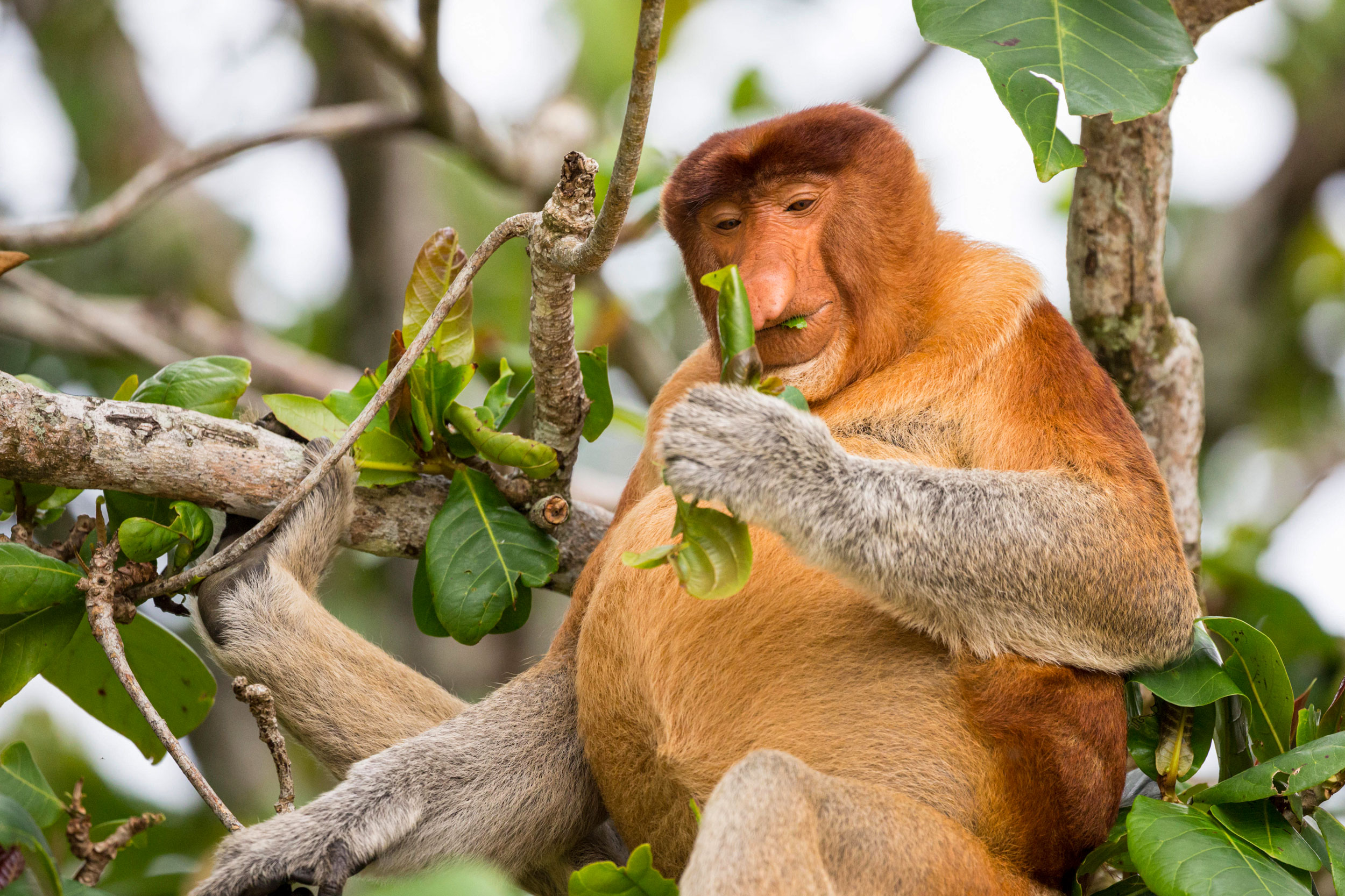 test monkey image